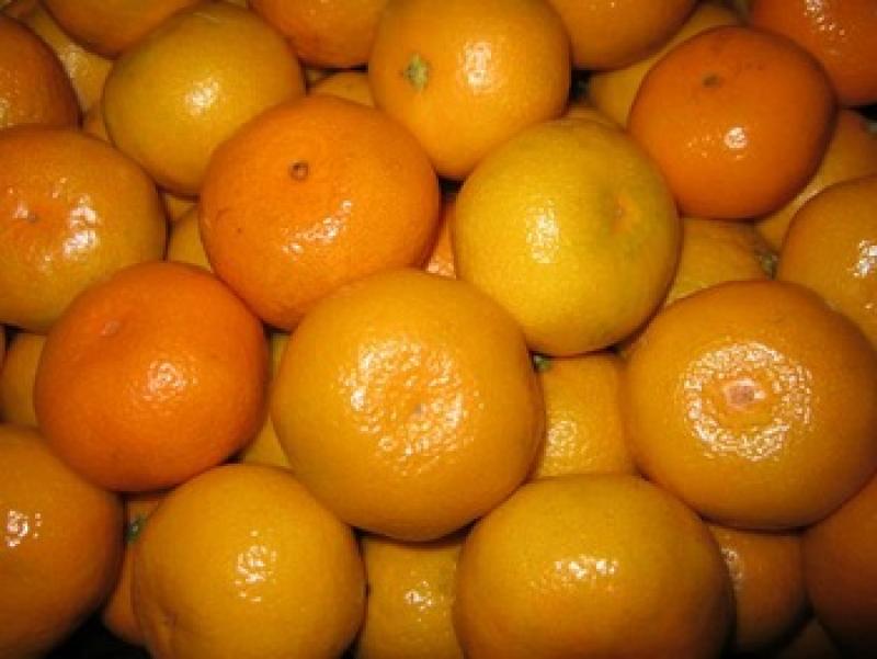 Disminuye un 5.5% la exportación de satsumas y clementinas