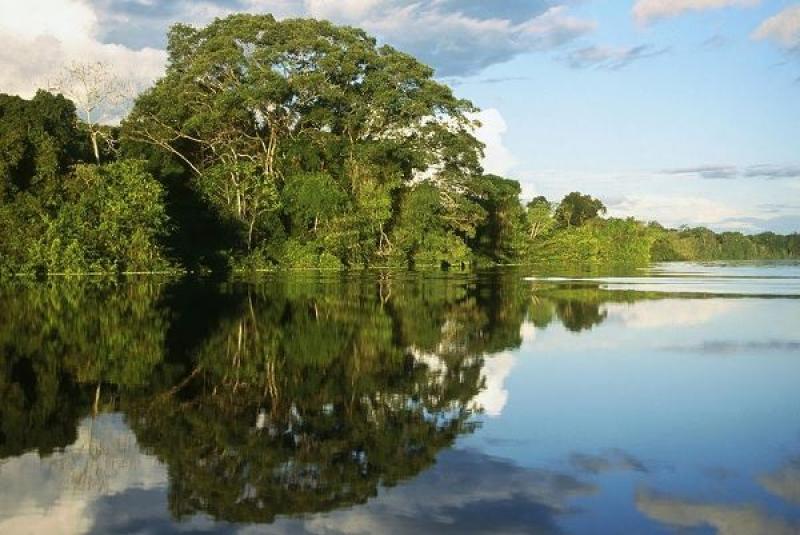 DISNEY ADQUIERE BONOS DE CARBONO EN BOSQUE DE SAN MARTÍN