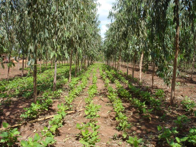Disponen pre publicación de propuesta de “Lineamientos para el otorgamiento de contratos de cesión en uso para sistemas agroforestales”