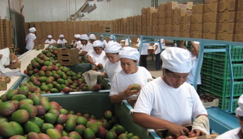 Diversificación: agroexportación, forestación, turismo y acuicultura cuentan con mayor potencial