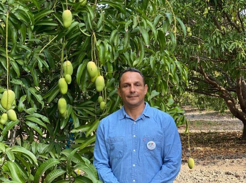 Diversificación comercial y consolidar el sello de calidad del mango mexicano son los principales objetivos de EMEX