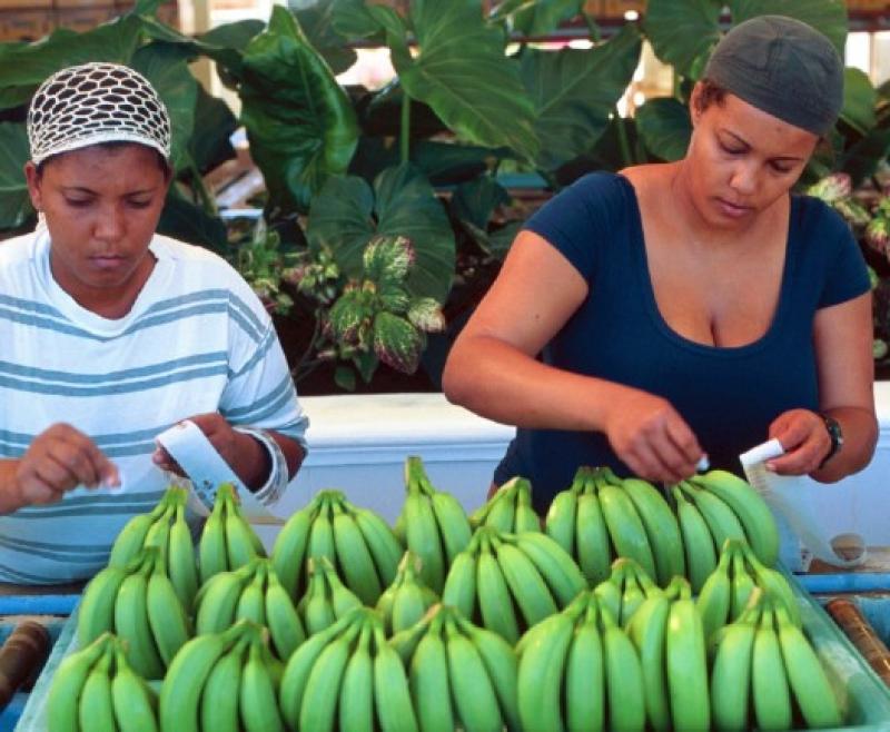 Dominica presenta una nueva variedad de banana