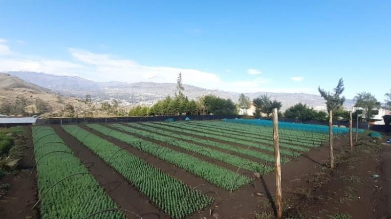 DRA Cajamarca logró producción de 330 mil plantones forestales en Hualgayoc – Bambamarca
