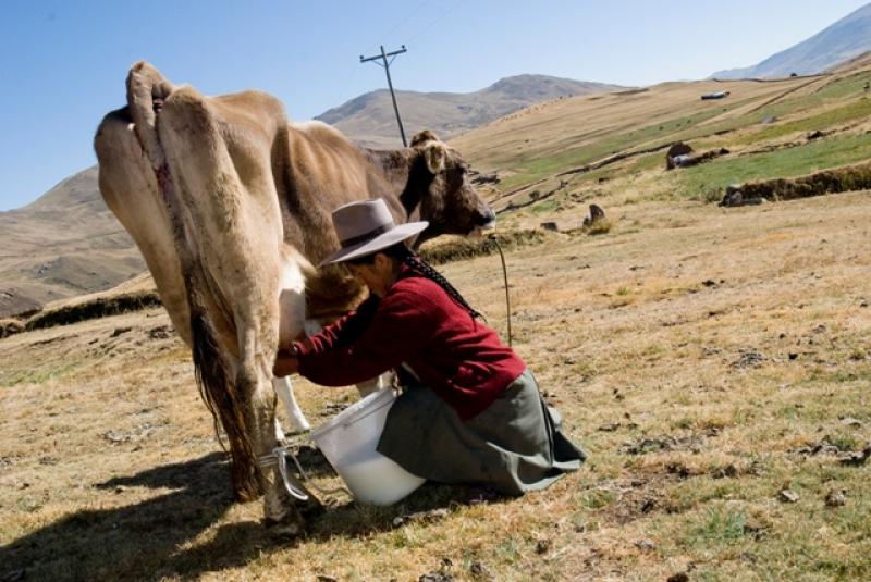 DRA CUSCO IMPLEMENTARA PLANTA GENERADORA DE NITROGENO LIQUIDO PARA REALIZAR INSEMINACIONES ARTIFICIALES