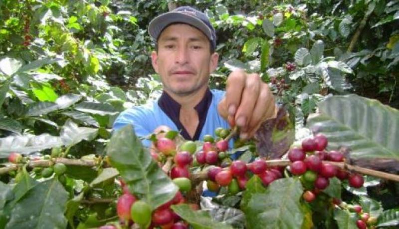 DRA Junín recomienda a agricultores adoptar medidas adecuadas para combatir la roya del café