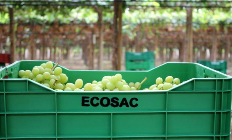 Ecosac proyecta exportar 1.450 contenedores de uva de mesa en la presente campaña