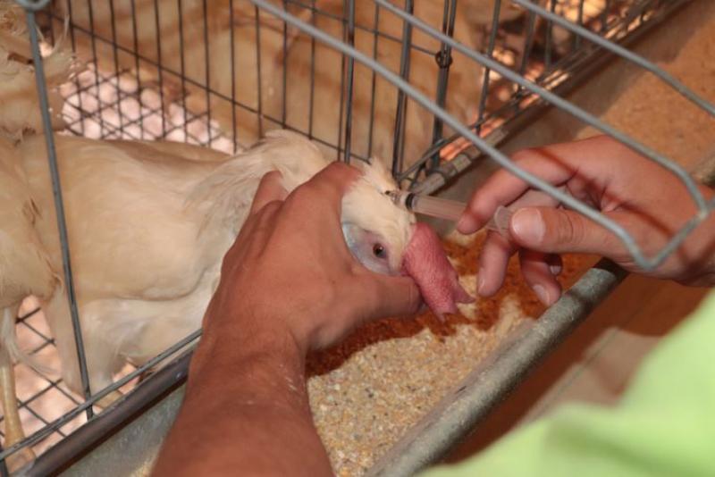 Ecuador confirma el primer caso de gripe aviar entre humanos