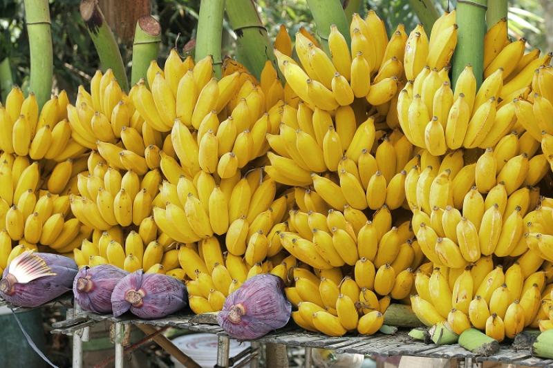 Ecuador es el principal proveedor de banano para Italia