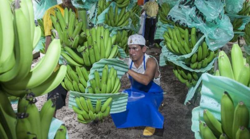 Ecuador: exportación de bananos aumentó un 4% en el primer semestre de 2019