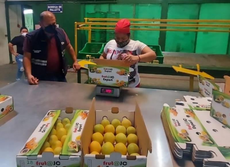 Ecuador exportó 15.342.766 cajas de mango en la temporada 2021/2022