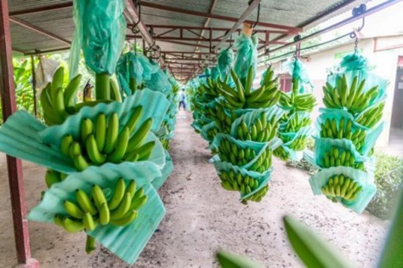 Ecuador exportó 280 millones de cajas de banano entre enero y octubre de 2022, mostrando una contracción de -10.81%