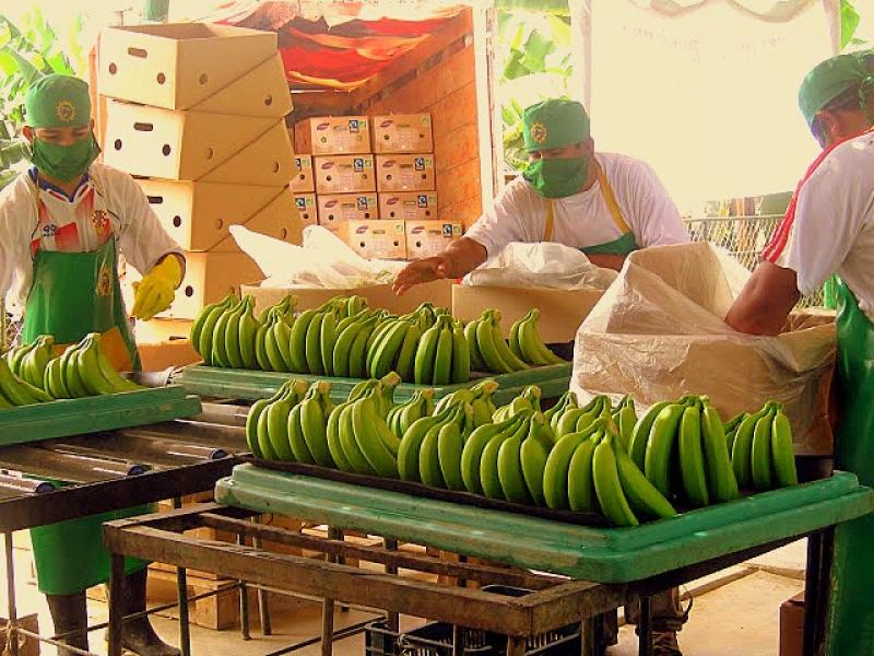 Ecuador: Países como Perú habrían sobrepasado cuota de exportación de plátano y activaron salvaguardia en la Unión Europea