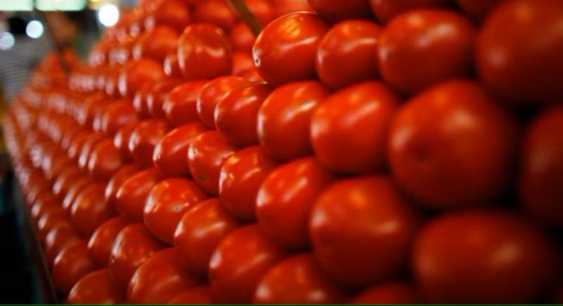 Ecuador y Brasil fueron los principales destinos del tomate peruano en noviembre de este año