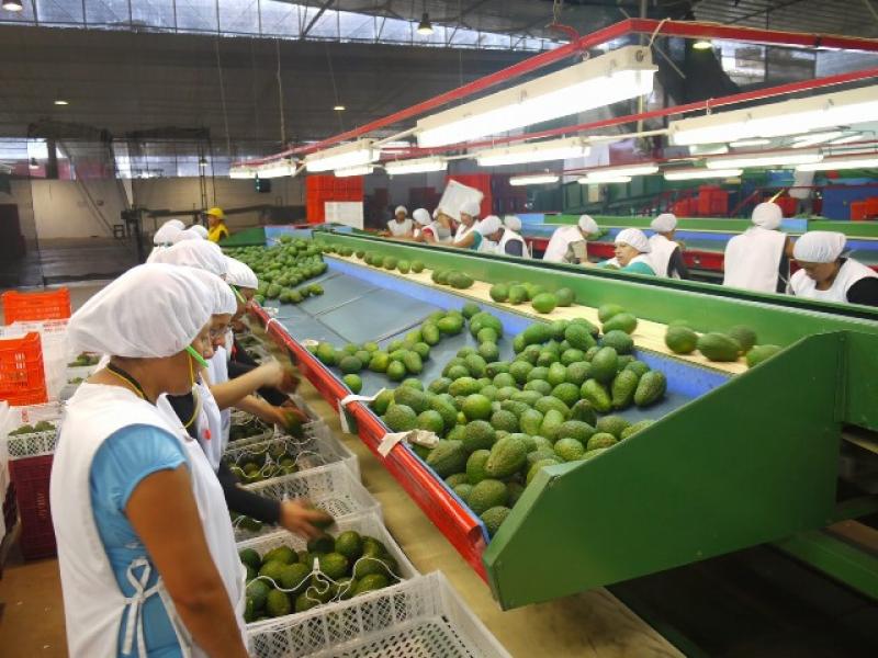 EE. UU. COBRARÁ US$ 237 POR INSPECCIÓN DE AGROEXPORTACIONES PERUANAS