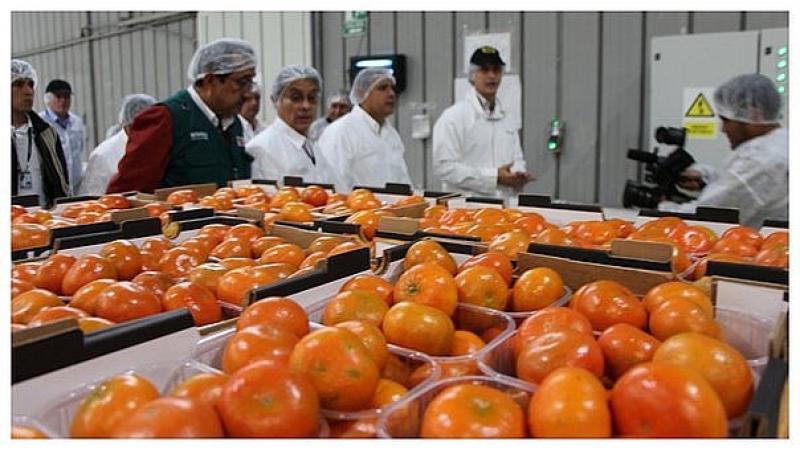EE.UU., Reino Unido y Países Bajos fueron los principales mercados de la mandarina peruana al cierre de la campaña 2019