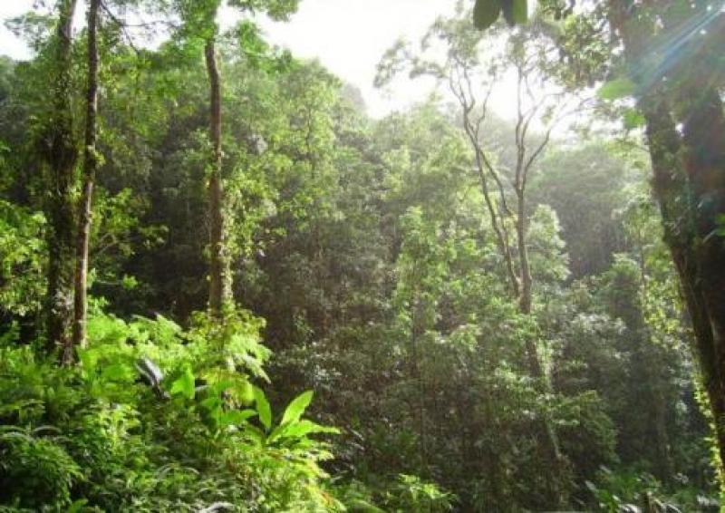 EEA-PUCALLPA DIFUNDIRÁ 30 AÑOS DE INVESTIGACIÓN FORESTAL POR INTERNET