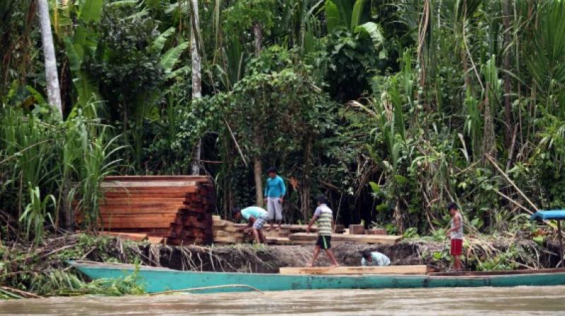EE.UU. alega que Perú no está combatiendo la tala ilegal