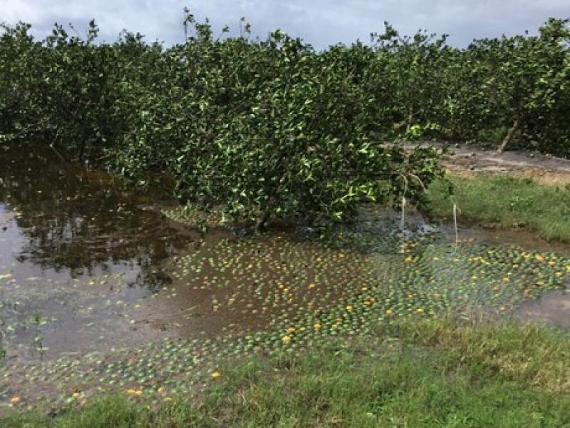 EE.UU.: Florida pierde la mitad de sus cultivos de naranjas a causa del huracán Irma