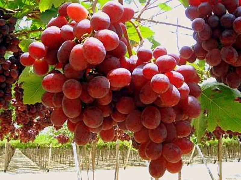 EE.UU.: Termina una buena temporada de importación de uvas peruanas