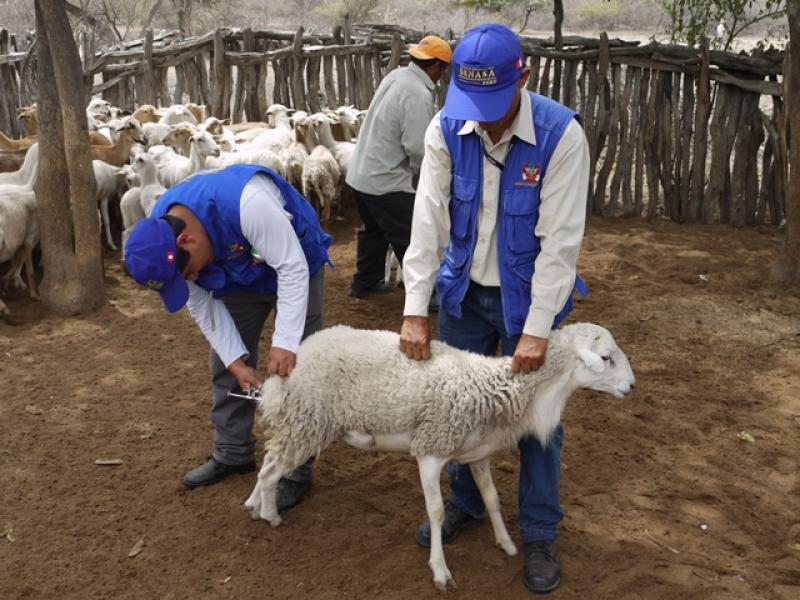 EJECUTAN ACCIÓN SANITARIA PARA PROTEGER ANIMALES ANTE CAMBIOS CLIMÁTICOS EN EL NORTE DEL PAÍS