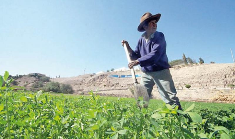 Ejecutivo aprobó Reglamento de la Ley de Reestructuración Agraria Especial