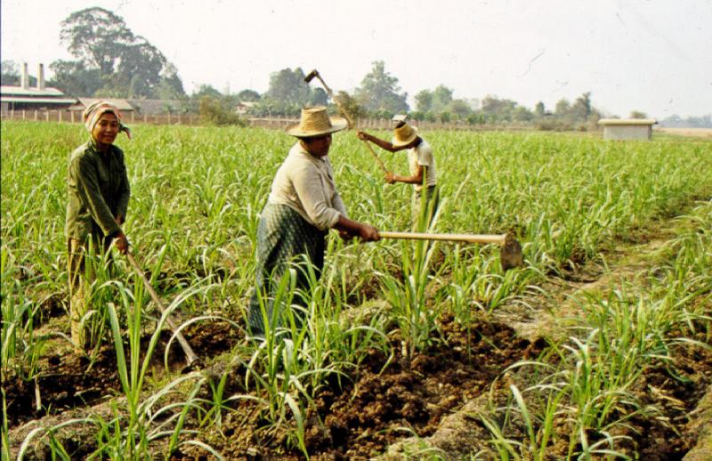 EL 49.1% DEL TERRITORIO NACIONAL SE ENCUENTRA EN MANOS DE COMUNIDADES RURALES