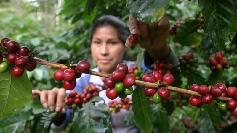 El 59% de las empresas exportadoras de café en 2025 fueron mipymes