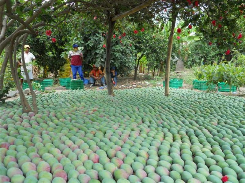 El 70% de los envíos de mango fresco de Perú se destinaron a Europa