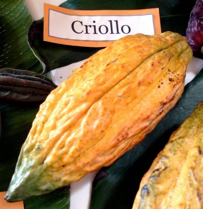El 72% de la producción peruana de cacao es criollo o fino