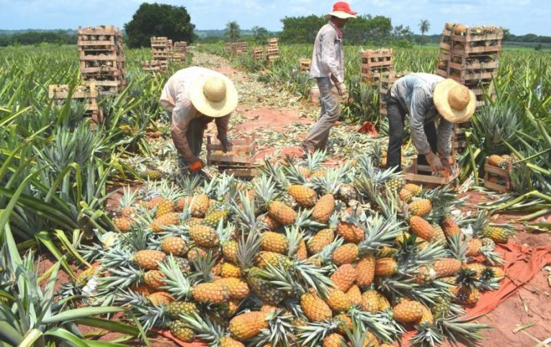El 75% de la producción nacional de piña se realizó en Junín el 2015
