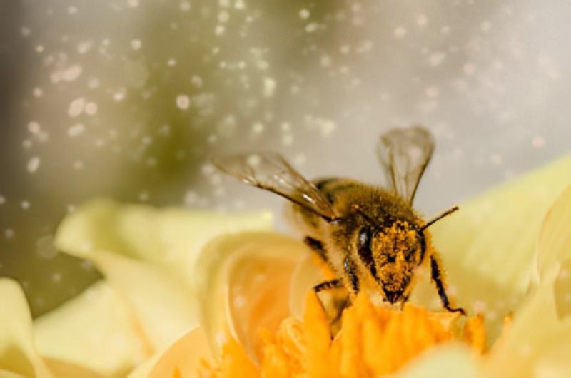 El 75 % de los cultivos mundiales que producen frutas y semillas dependen de las abejas