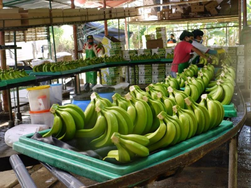 EL 90% DE LA EXPORTACIÓN DE BANANO DE PERÚ SALE CON SELLO DE PRODUCCIÓN ORGÁNICA