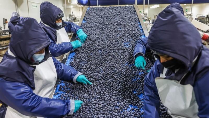 "El agro es un sector que nunca se detiene": agroexportaciones peruanas marcan récord en 2025