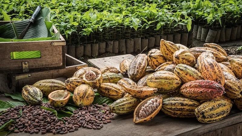 El cacao busca un nuevo equilibrio en medio de una volatilidad que no cede