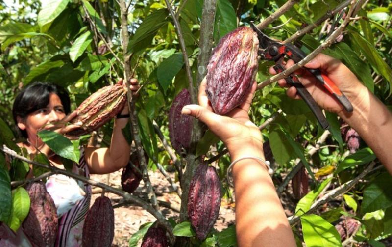 El cacao fino tiene ADN latinoamericano