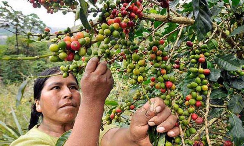 El calentamiento global amenaza los cultivos de café
