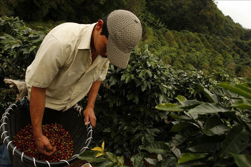 “El cambio climático reducirá la producción de café entre 10% y 20%”