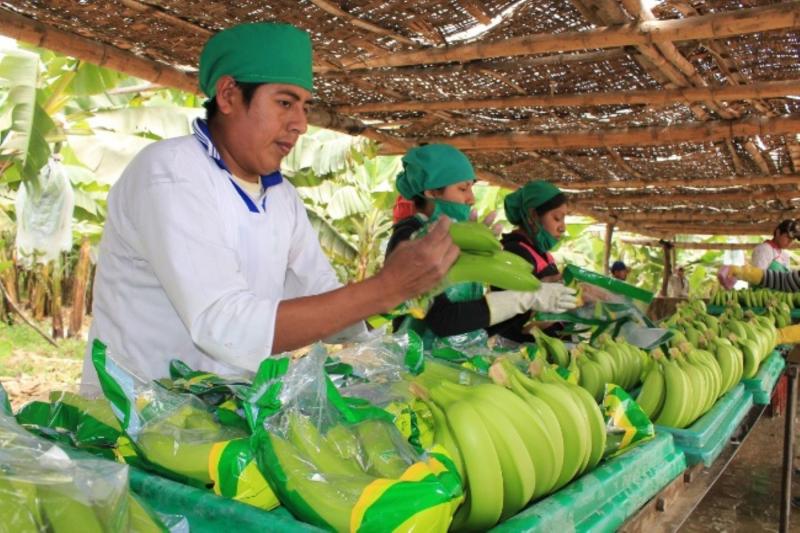 EL CHIRA EXPORTARÍA 6.890 CONTENEDORES DE BANANO ORGÁNICO ESTE AÑO