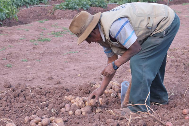 El CIP cruzará papas resistentes al cambio climático y a plagas con variedades peruanas adaptadas