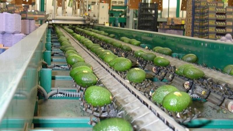 "El consumo per cápita de palta está en constante crecimiento en todos los mercados"