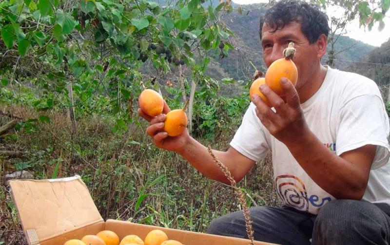 El cultivo de granadilla en Perú es desarrollado por la agricultura familiar y tiene importancia socioeconómica y ambiental