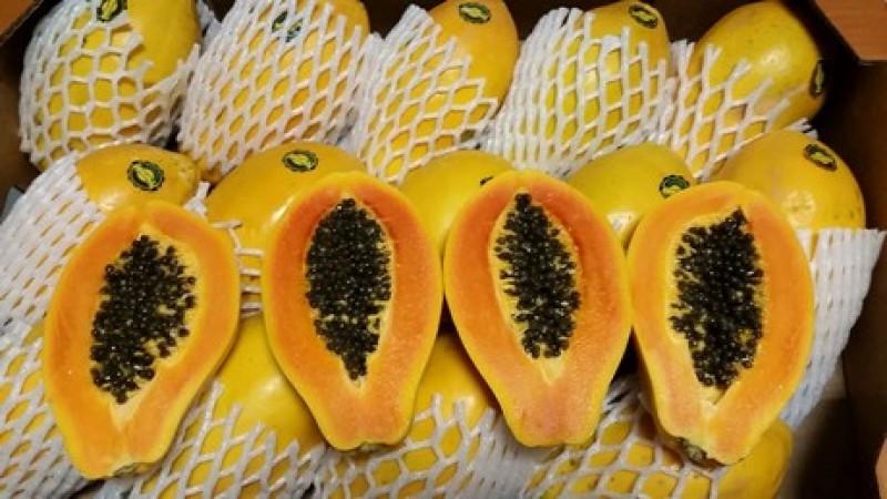 El delicado y creciente mercado de la exportación de papaya a Europa