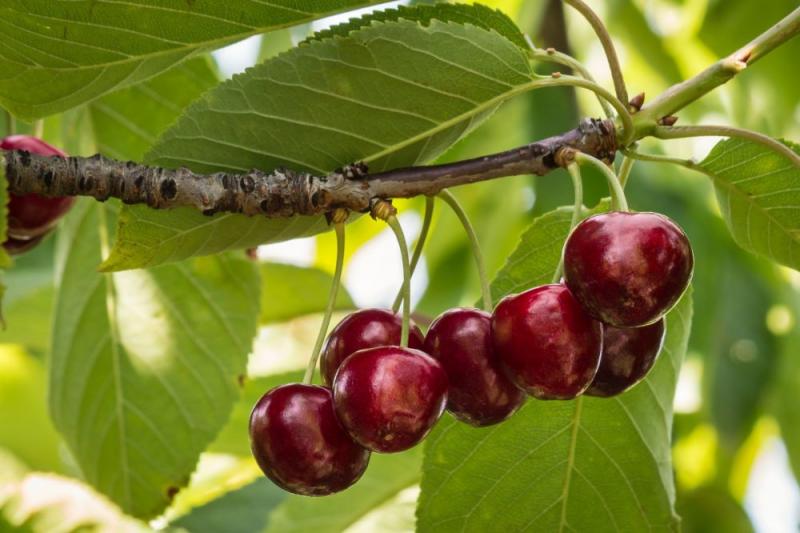 “El desarrollo del cultivo de cerezos en Perú es aún incipiente, pero la nueva genética es muy esperanzadora”