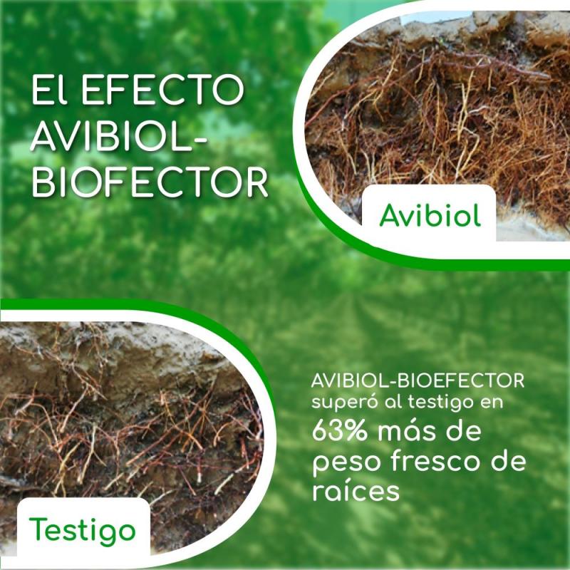 El efecto de Avibiol Bioefector en condiciones salinas de suelo y agua