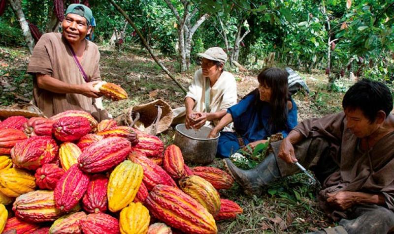 El futuro del cacao peruano está en los granos finos y de aroma, aunque son más sensibles a las plagas