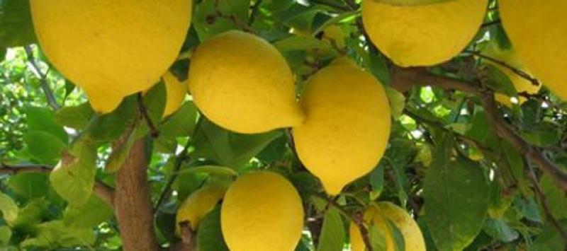 El limón es la exportación más competitiva de Argentina