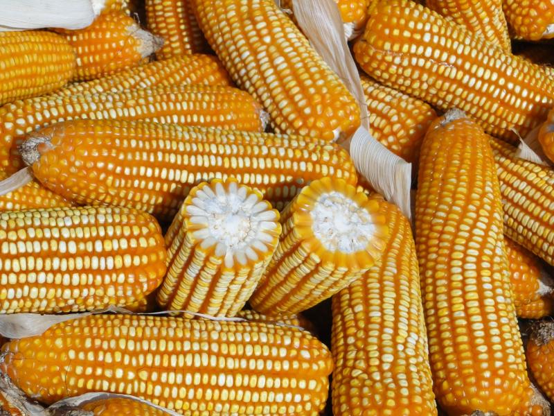 El maíz es el cultivo más importante en extensión para el Perú