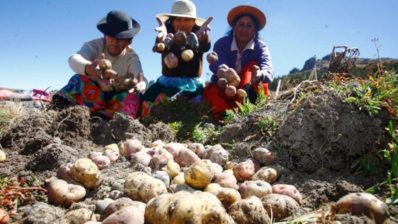 El Manejo Integrado de Plagas, clave para la sostenibilidad de la producción de papa en Perú