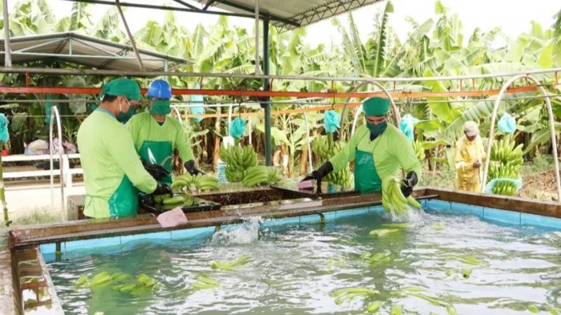 “El modelo cooperativista proporcionó la solución a la presión fiscal sobre los productores de banano en Perú”