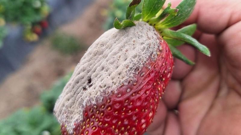 El moho gris puede ocasionar pérdidas superiores al 50% de la producción de fresa